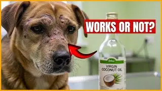 Does Coconut Oil Really Kill Mange in Dogs? (Tested at Home)