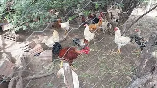 SEU TEU E SEUS ANIMAIS  NO S&Iacute;TIO MOC&Oacute; EM CUST&Oacute;DIA PERNAMBUCO BRASIL 