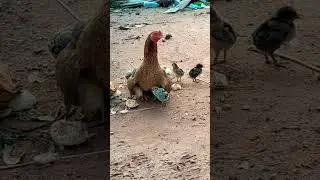 sam_lives,, trending roaster & chicken lover, #shorts, episode 72