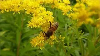 honey bee relaxing video