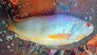Excellent Poa Fish Cutting Video In BD Fish Market | Fast Fish Cutting Skills