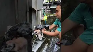Mandikan anak kambing biar bersih jinak bisa digendong2 ndk bauk
