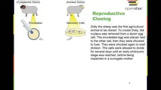 Reproductive cloning