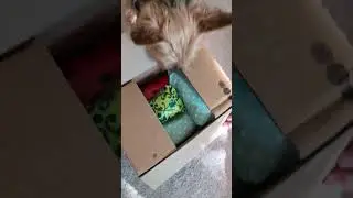 Open that birthday present! 4 years old today!