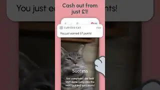 Curious Cat App: Paid Surveys