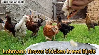 Lohmann Brown Chicken breed Birds Home Birds| Birds and Animals