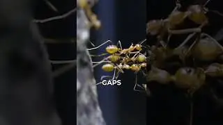 Ant Bridges