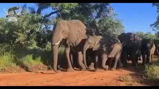 Wild elephant herd walking, mind your step 🌳🐘