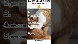 ranking cat insane sus moments 🤨