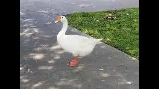 The Beginning - Succulent Santana Original Song