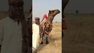Kako and camel wskakryo