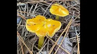 Fungi Walk and ID at Audubon-Pennington Park