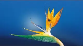 [ SUMMER TROPICAL BEAT ] INSTRUMENTAL, VLOGS [No Copyright Sound] [FREE USE MUSIC] - DayFox - Shine