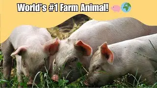 10 Amazing Facts About Domestic Pigs 🐖 Nature&rsquo;s Smart & Essential Farm Animal | WildWhisper