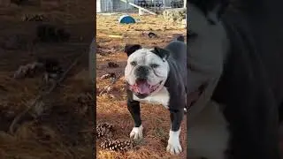 #Bulldogge #bulldog #female #augiesdogies #yoga #hybrid