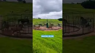 Кулуктор #аттар #байге #атбобзор #атбегі #horses #horseshoes #horses #atbegi