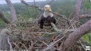 Gabby and Beau build a secure nest American Eagle Foundation NEFL Cam 1/ Cam 4/ Cam 3 Bald Eagle Cam