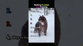 Ranking Funniest Cats Freezing 🥶🐱    #ranking #cat #funnyshorts #funny #pets #funnycats