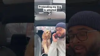 Dog falls over after hearing she was adopted 😳😂 #shorts #minicockapoo #dogs