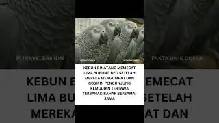 LIMA BURUNG BEO AFRIKA ABU ABU AFRICAN GREY DI LINCOLNSHIRE WILDLIFE PARK INGGRIS VIRAL KARENA HOBI