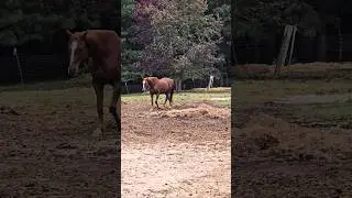 Horses at the Farm #horse #country #buckinghorse