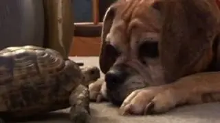 Turtle Bites Dog & Holds on for Life!!!