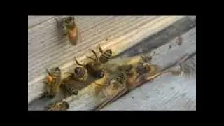 2011 - 2012 Winter Hive