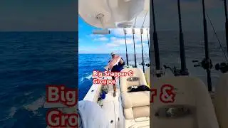 Red Snapper and Grouper Fishing in the Gulf  #fish  #seafoodprep  #seafood