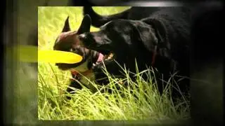 Dog Day Care Surrey