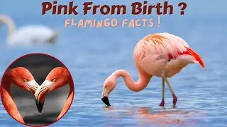 Myth: Are Flamingos Really Born Pink?