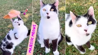 Elegant Beauty / Royal Charisma of a Stray Cat |4K