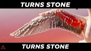 Lake Natron: Where Animals Turn to Stone Statues