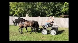 Team Driving Morgan Horses For Sale