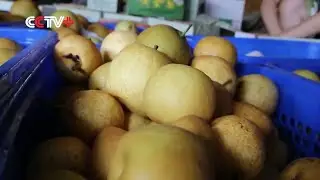 China-Pear Farming/Sichuan