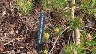 Pinus banksiana ' Uncle Fogy ' Contorted Weeping Jack Pine  April 2, 2020