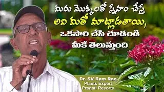 మీరు మొక్కలతో స్నేహం చేస్తే, అవి మీతో మాట్లాడతాయి, ఒకసారి  ట్రై చేసి చూడండి Dr .SV Rama Rao
