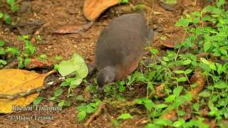 Brown Tinamou - Tanager Tours