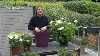Fleurir sa terrasse avec une potée de géranium - Truffaut