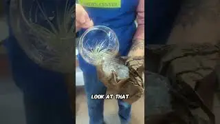 How to Grow Plants Without Soil! 📦 Air Plant Unboxing & Care Tips