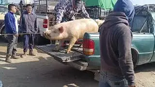 Tianguis de ganado estado de puebla Es tiempo de comprar becerros $ 2500