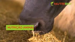 SOMOS A NUTRIBIO