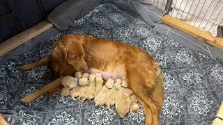 🐶❤️ Golden Retriever Puppies DAY 2