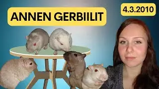 🐁 Annen gerbiilit 🐁