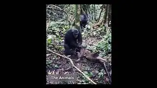 BRUT4L CHIMPANZEES OF MAHALE!. #foryou #wildlife #viral #nature