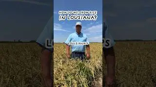 🌾How we grow rice Louisiana! #farming #farmer #ricefarming #louisiana #farm #rice #howitsmade