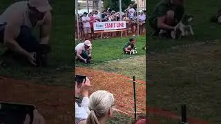 cute dogs races | puppies race | dog #race #dog #dograce #shorts #shortsvideo #funny #cringe #tiktok