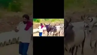 lala katvada king of katvada #lalakaka #lalakatvada #katvada #maldhari