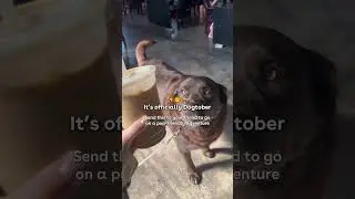 Pawsitive vibes only this Dogtober 🐾🎃