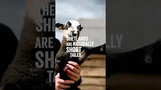 and here's the benefits... #farmlife #animals