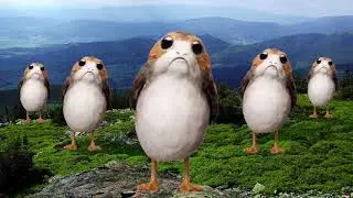 Porgs dancing to the Cantina Song - Funny Short Clip of Porg in Native Homeland - Star Wars
